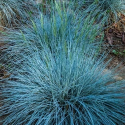 Fényperje  FESTUCA GLAUCA INTENS BLUE 30/+ CS17