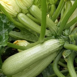 Cukkini palánta CUCURBITA PEPO PALÁNTA CS12