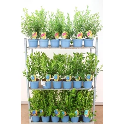 Kék áfonya  VACCINIUM CORYMBOSUM 40/60 K4