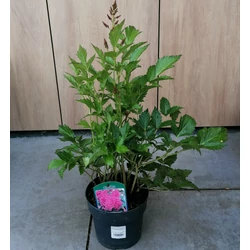 Kínai tollbuga  ASTILBE FAJTÁK K2
