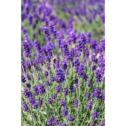 Levendula  LAVANDULA ANGUSTIFOLIA ESENCE PURPLE 35/45 K7,5