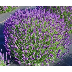 Levendula  LAVANDULA ANGUSTIFOLIA DARF BLUE CS27