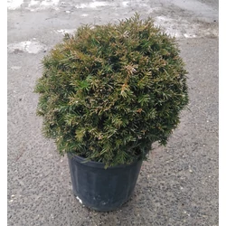 Oszlopos tiszafa  TAXUS MEDIA GROENLAND GÖMB 35/40 CS27