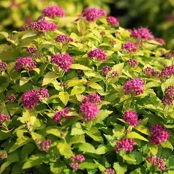 Japán gyöngyvessző   SPIRAEA JAPONICA DOUBLE PLAY BIG BANG 25/30 K3