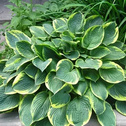 Árnyékliliom  HOSTA FORTUNEI AUREOMARGINATA CS17