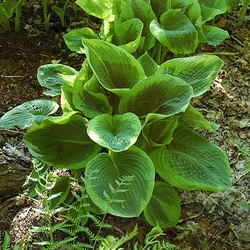 Árnyékliliom  HOSTA FRANCES WILLIAMS CS17