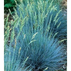 Fényperje  FESTUCA GLAUCA INTENS BLUE 35/40 CS23