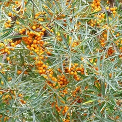 Homoktövis  HIPPOPHAE RHAMNOIDES K3