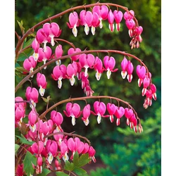 Nagy szívvirág  DICENTRA SPECTABILIS ROSE CS13