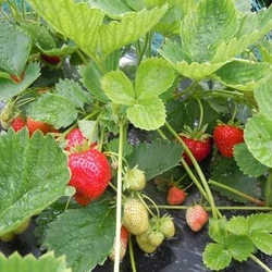 Szamóca FRAGARIA × ANANASSA ELSANTA CS9
