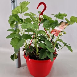 Szamóca FRAGARIA × ANANASSA ELSANTA AKASZTÓS KASPÓBAN