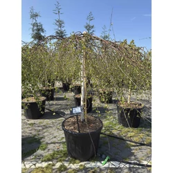 Szomorú nyír BETULA PENDULA YOUNGII T120 K90