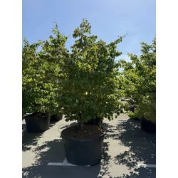 Perzsafa PARROTIA PERSICA 250/300 K500