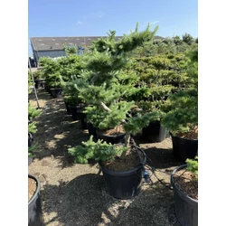 Japán vörösfenyő bonsai  LARIX KAEMPFERI BONSAI S FORMA 125+ K55