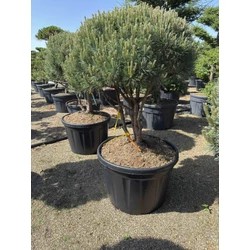 Törpe erdeifenyő PINUS SYLVESTRIS WATERERI TÖBBTÖRZSES GOMBA FORMA 100/+ K230