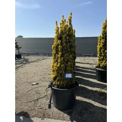 Oszlopos arany tiszafa  TAXUS BACCATA STANDISHII 120/140 K90