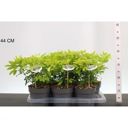 Mexikói narancsvirág   CHOISYA TERNATA LICH 25/30 CS17