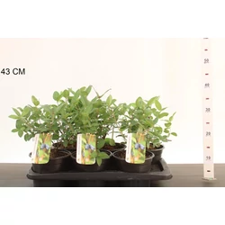 Mézbogyó   LONICERA CAREULEA KAMTSCHATIKA K2