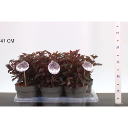 Hólyagvessző  PHYSOCARPUS OPULIFOLIUS ALL BLACK 20/25 CS17