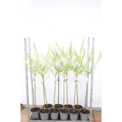 Tarkalevelű japán fűz  SALIX INTEGRA HAKURO-NISHIKI T80 K5