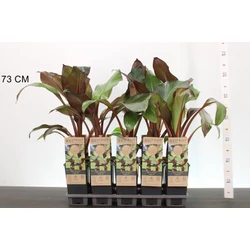 Banán MUSA MAURELLI 50CM CS15