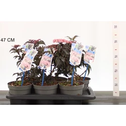 Fekete bodza    SAMBUCUS NIGRA BLACK TOWER 30/40 CS17