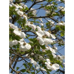 Som CORNUS NUTTALLI 200/250 K35