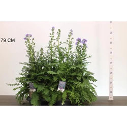 Indás csatavirág POLEMONIUM CAERULEUM CS17