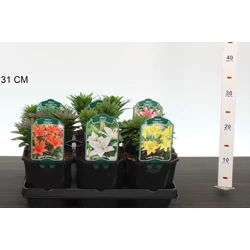 Liliom LILIUM K2