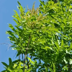 Oszlopos virágos kőris FRAXINUS ORNUS OBELISK 6/8 K35
