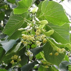 Nagylevelű hárs TILIA PLATYPHYLLOS 8/10 K35