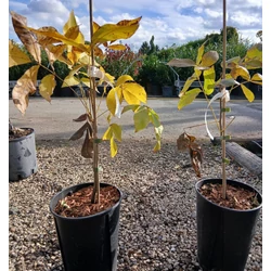 Hikoridió  CARYA OVATA 30/40 K3