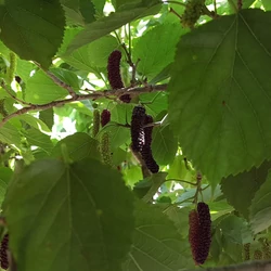 Fekete eperfa MORUS ALBA GIANT FRUIT 100/125 K1,3