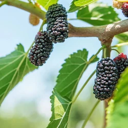 Fekete eperfa folytontermő MORUS ILLINOIS EVERBEARING 200/250 K6