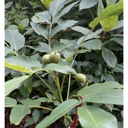 Törpe diófa  JUGLANS REGIA MINI MULTIFLORA NR14 T90 K6 