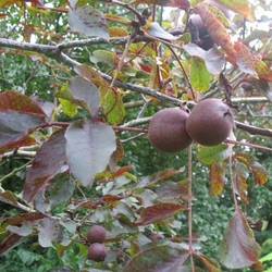 Piros levelű dió  JUGLANS REGIA PURPUREA 150/175 K6
