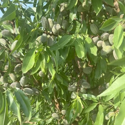 Makako mandula  PRUNUS DULCIS MAKAKO T100 K10
