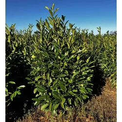 Oszlopos babérmeggy  PRUNUS LAUROCERASUS ELLY 125/150*