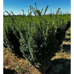 Oszlopos tiszafa TAXUS MEDIA HILLII HASÁBRA NYÍRT 80/100*