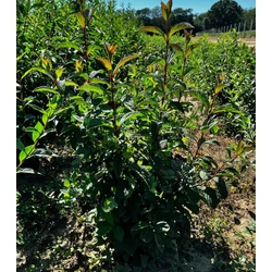 Kikeleti bangita VIBURNUM BODNANTENSE DAWN 60/80*