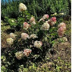 Bugás hortenzia  HYDRANGEA PANICULATA SUNDAE-FRAISE 20/40*