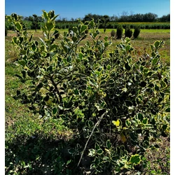 Közönséges magyal ILEX AQUIFOLIUM IZA 60/80*