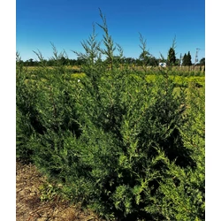 Keskeny kínai jegenyeboróka JUNIPERUS CHINENSIS KETELEERI 125/150*