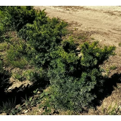 Oszlopos tiszafa TAXUS MEDIA GREEN MOUNTAIN 40/60*