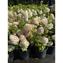 Bugás hortenzia  HYDRANGEA PANICULATA PINKACHU K10