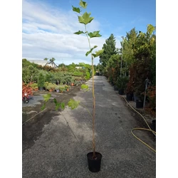 Juharlevelű platán PLATANUS ACERIFOLIA 175/200 K10