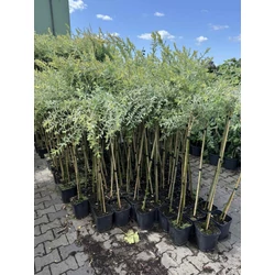 Tarka levelű japán fűz  SALIX INTEGRA HAKURO-NISHIKI T90 K5