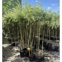 Tarka levelű japán fűz  SALIX INTEGRA HAKURO-NISHIKI T120 K5