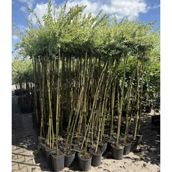 Tarka levelű japán fűz  SALIX INTEGRA HAKURO-NISHIKI T150 K5