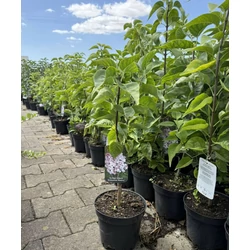 Közönséges orgona    SYRINGA VULGARIS KRASAWICA MOSKWY K2